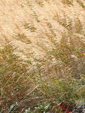 Calamagrostis langsdorffii