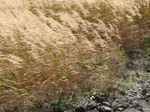 Calamagrostis langsdorffii