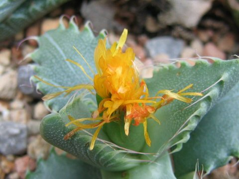 Faucaria sp.