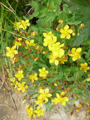 Hypericum kamtschaticum var. hondoense