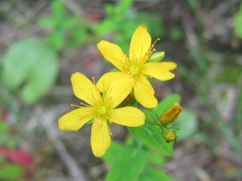 Hypericum kamtschaticum var. hondoense