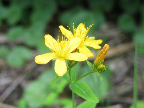 Hypericum kamtschaticum var. hondoense