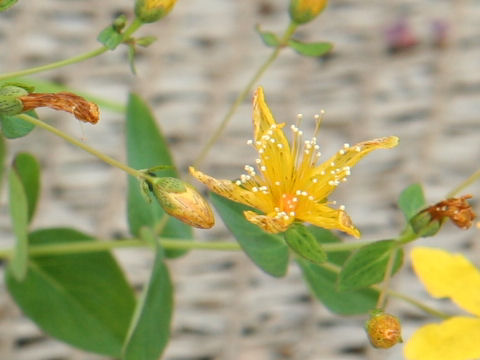 Hypericum kamtschaticum var. hondoense