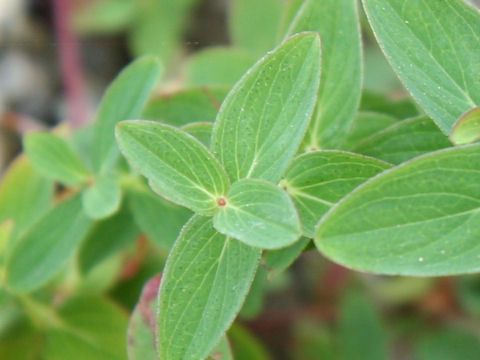 Hypericum kamtschaticum var. hondoense