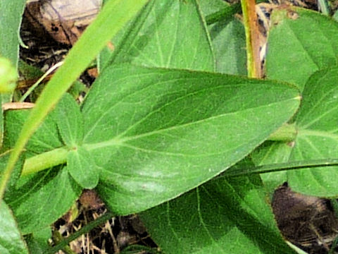 Hypericum kamtschaticum var. hondoense