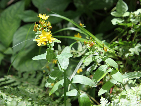 Hypericum kamtschaticum var. hondoense