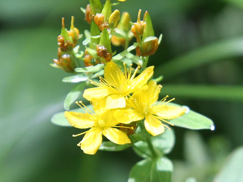 Hypericum kamtschaticum var. hondoense