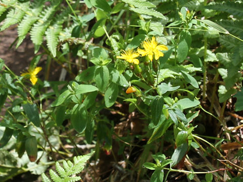 Hypericum kamtschaticum var. hondoense