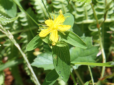 Hypericum kamtschaticum var. hondoense