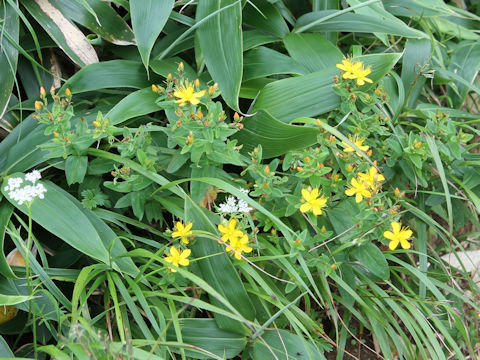 Hypericum kamtschaticum var. hondoense