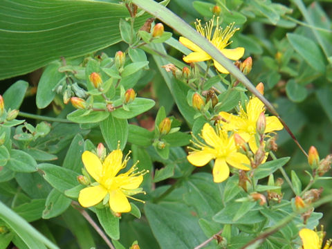 Hypericum kamtschaticum var. hondoense