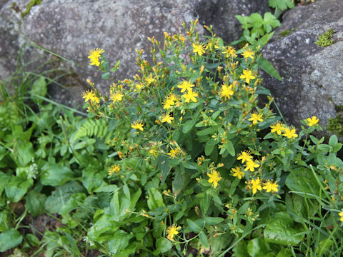 Hypericum kamtschaticum var. hondoense