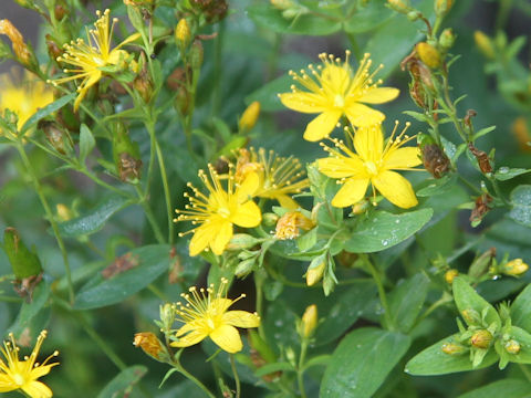 Hypericum kamtschaticum var. hondoense