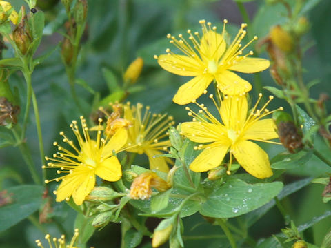 Hypericum kamtschaticum var. hondoense