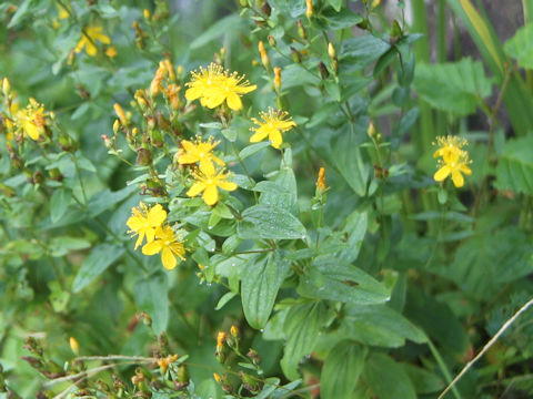 Hypericum kamtschaticum var. hondoense