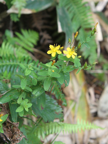 Hypericum kamtschaticum var. hondoense