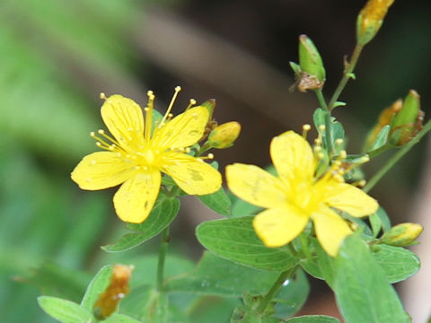 Hypericum kamtschaticum var. hondoense