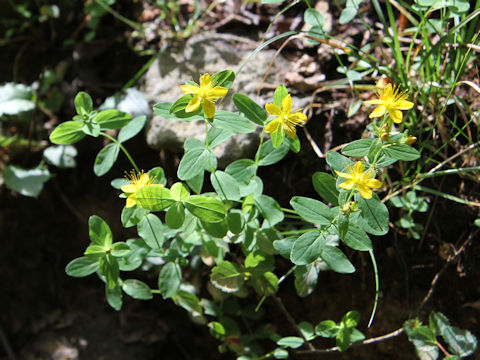 Hypericum kamtschaticum var. hondoense