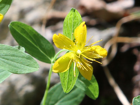 Hypericum kamtschaticum var. hondoense