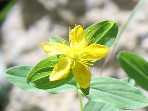 Hypericum kamtschaticum var. hondoense