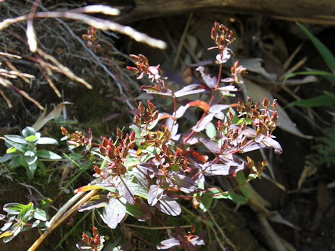 Hypericum kamtschaticum var. hondoense