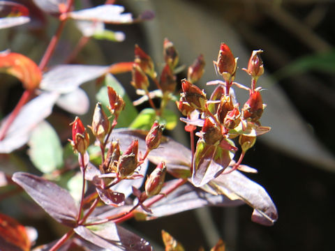 Hypericum kamtschaticum var. hondoense