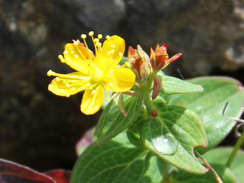 Hypericum kamtschaticum var. hondoense