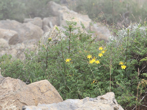 Hypericum kamtschaticum var. hondoense