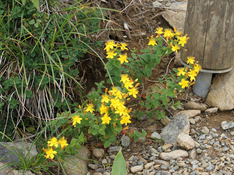 Hypericum kamtschaticum var. hondoense