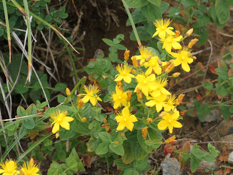 Hypericum kamtschaticum var. hondoense