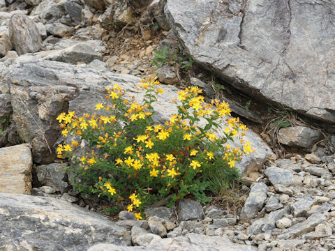 Hypericum kamtschaticum var. hondoense