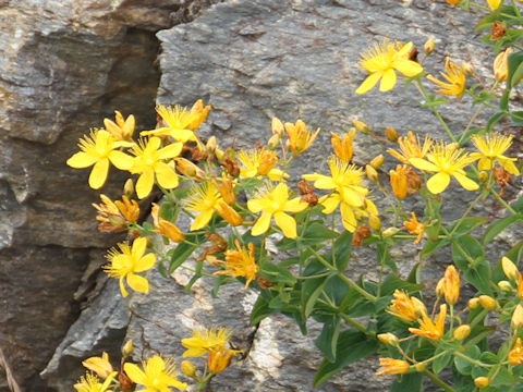 Hypericum kamtschaticum var. hondoense