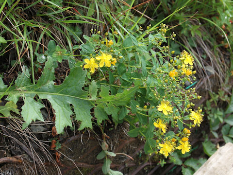 Hypericum kamtschaticum var. hondoense