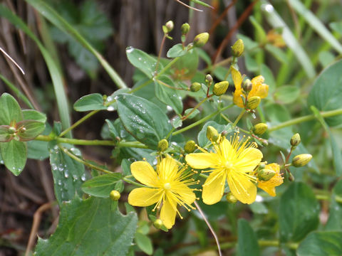 Hypericum kamtschaticum var. hondoense