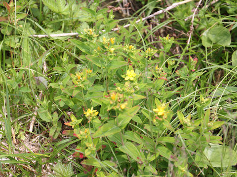 Hypericum kamtschaticum var. hondoense