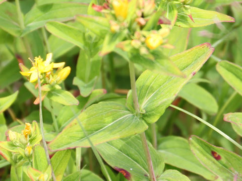 Hypericum kamtschaticum var. hondoense