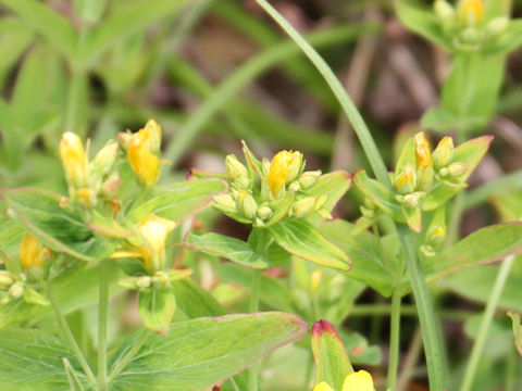 Hypericum kamtschaticum var. hondoense