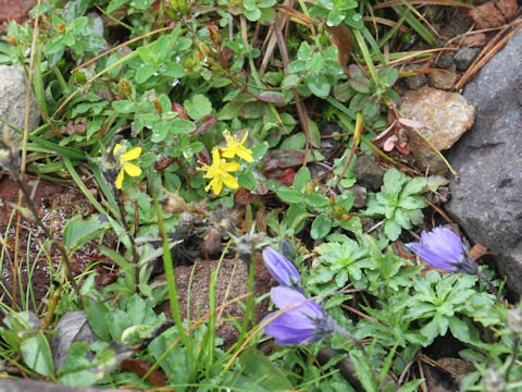 Hypericum kamtschaticum var. hondoense