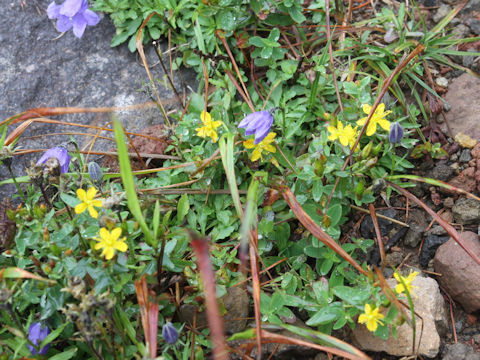 Hypericum kamtschaticum var. hondoense