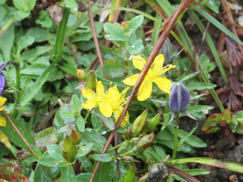 Hypericum kamtschaticum var. hondoense