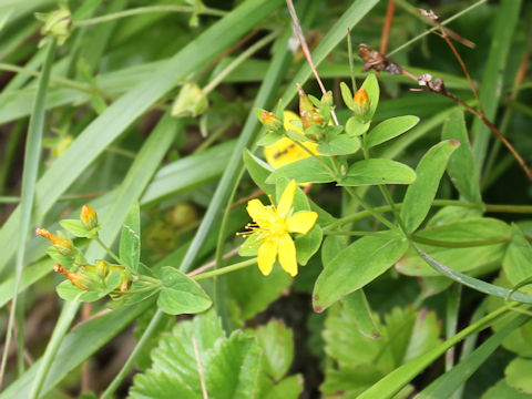 Hypericum kamtschaticum var. hondoense