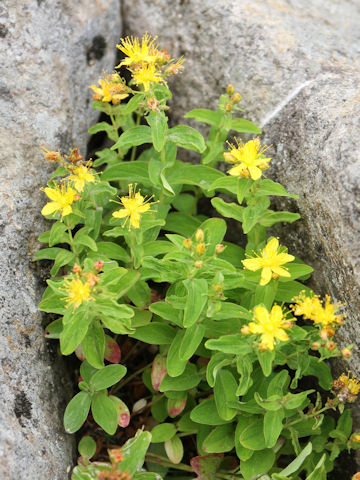 Hypericum kamtschaticum var. hondoense