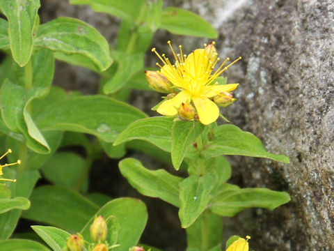 Hypericum kamtschaticum var. hondoense