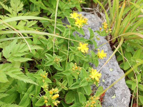 Hypericum kamtschaticum var. hondoense