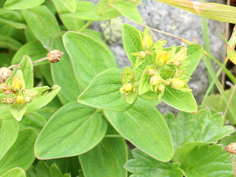 Hypericum kamtschaticum var. hondoense