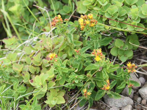 Hypericum kamtschaticum var. hondoense