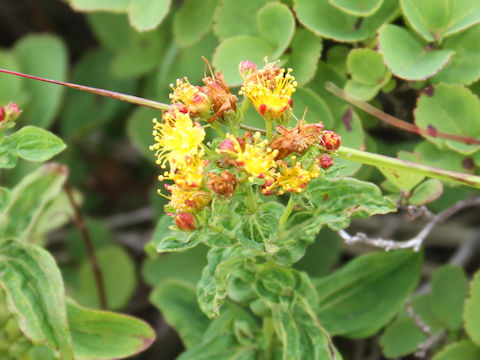 Hypericum kamtschaticum var. hondoense