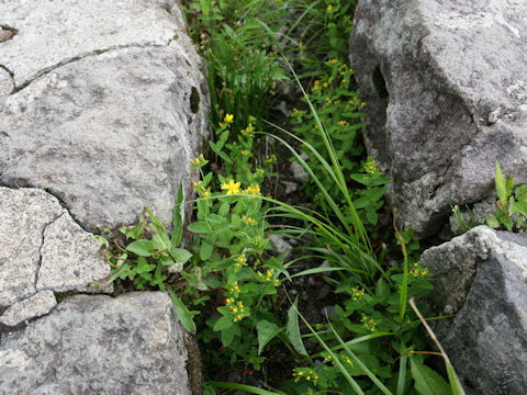 Hypericum kamtschaticum var. hondoense