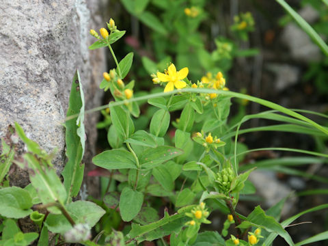 Hypericum kamtschaticum var. hondoense