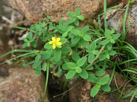 Hypericum kamtschaticum var. hondoense